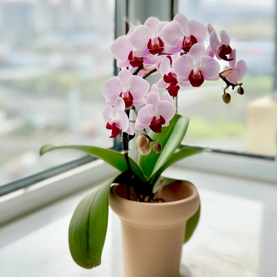 貂蝉蝴蝶兰【带花带苞 】开花树状型