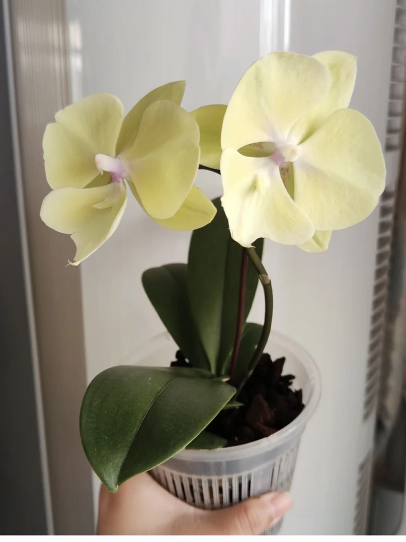 柠檬大舌头蝴蝶兰3.0全花