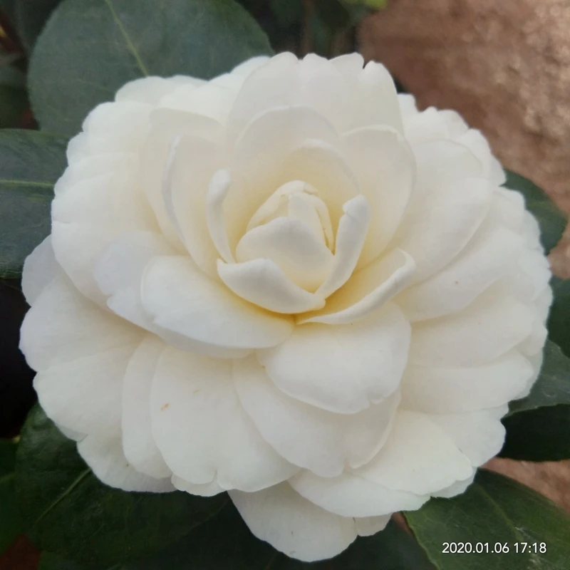 黄达茶花盆栽当年开花绿植花卉盆栽阳台室内客厅花庭院黄色好养