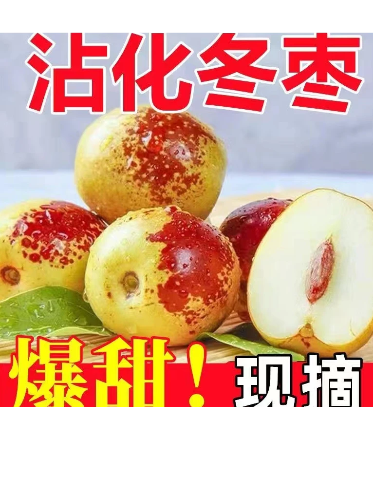 山东沾化冬枣五斤装现货脆甜冬枣现摘现发新鲜皮薄肉厚