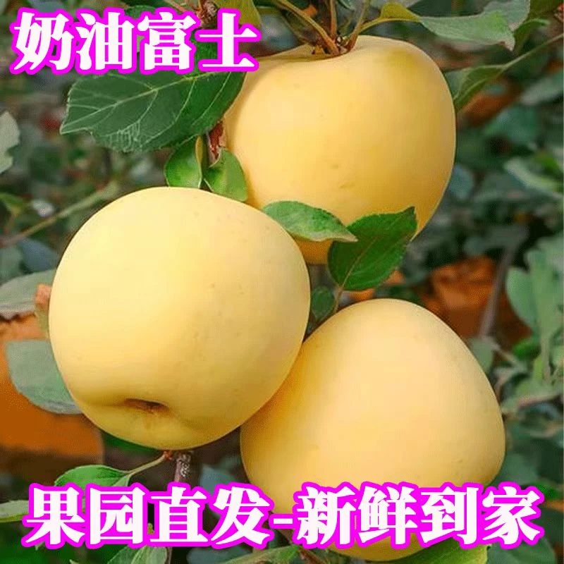 热卖山东烟台黄金奶油富士多汁脆甜新鲜水果4.5斤包邮自产自销