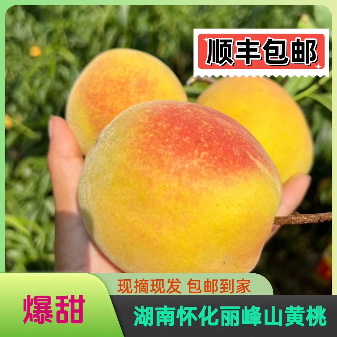 香香姐专属湖南怀化丽峰山黄桃精品果10斤装顺丰包邮当摘新鲜黄桃