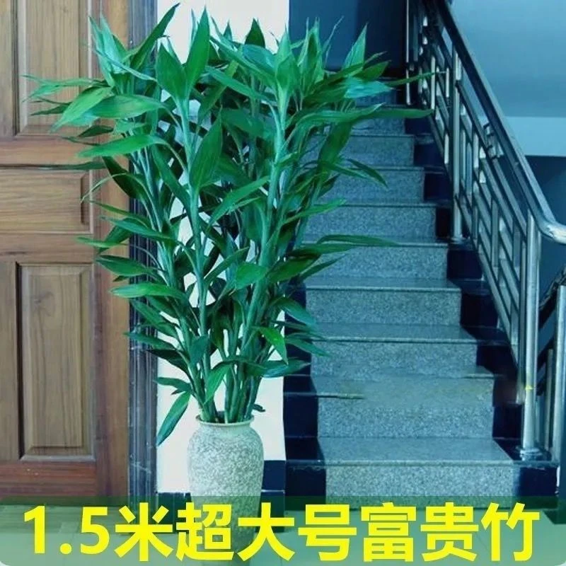 超长超大富贵竹水培植物进化空气家养易活