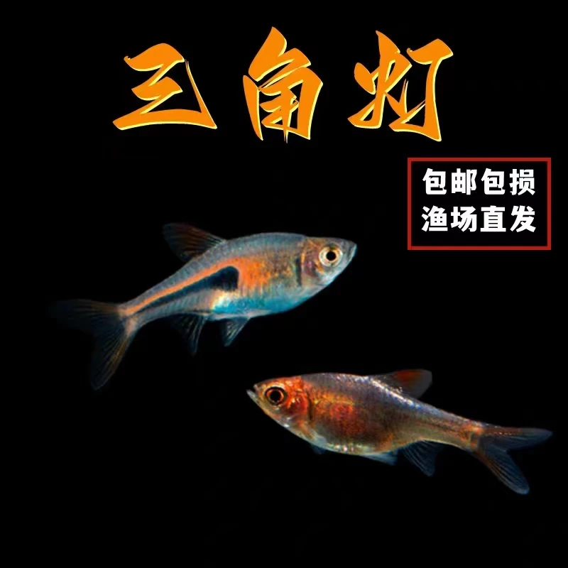 三角灯群游灯科鱼活体观赏鱼发货