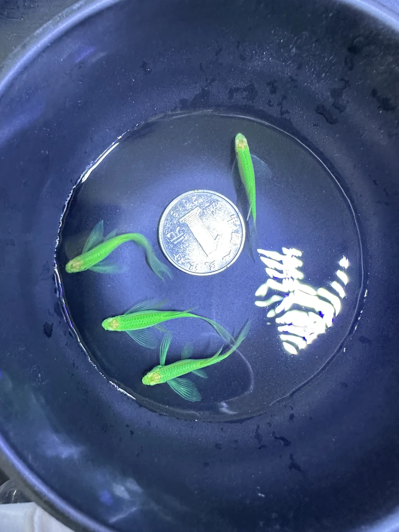 长尾斑马蝶翼斑马热带鱼活体观赏鱼好养古法缸发货