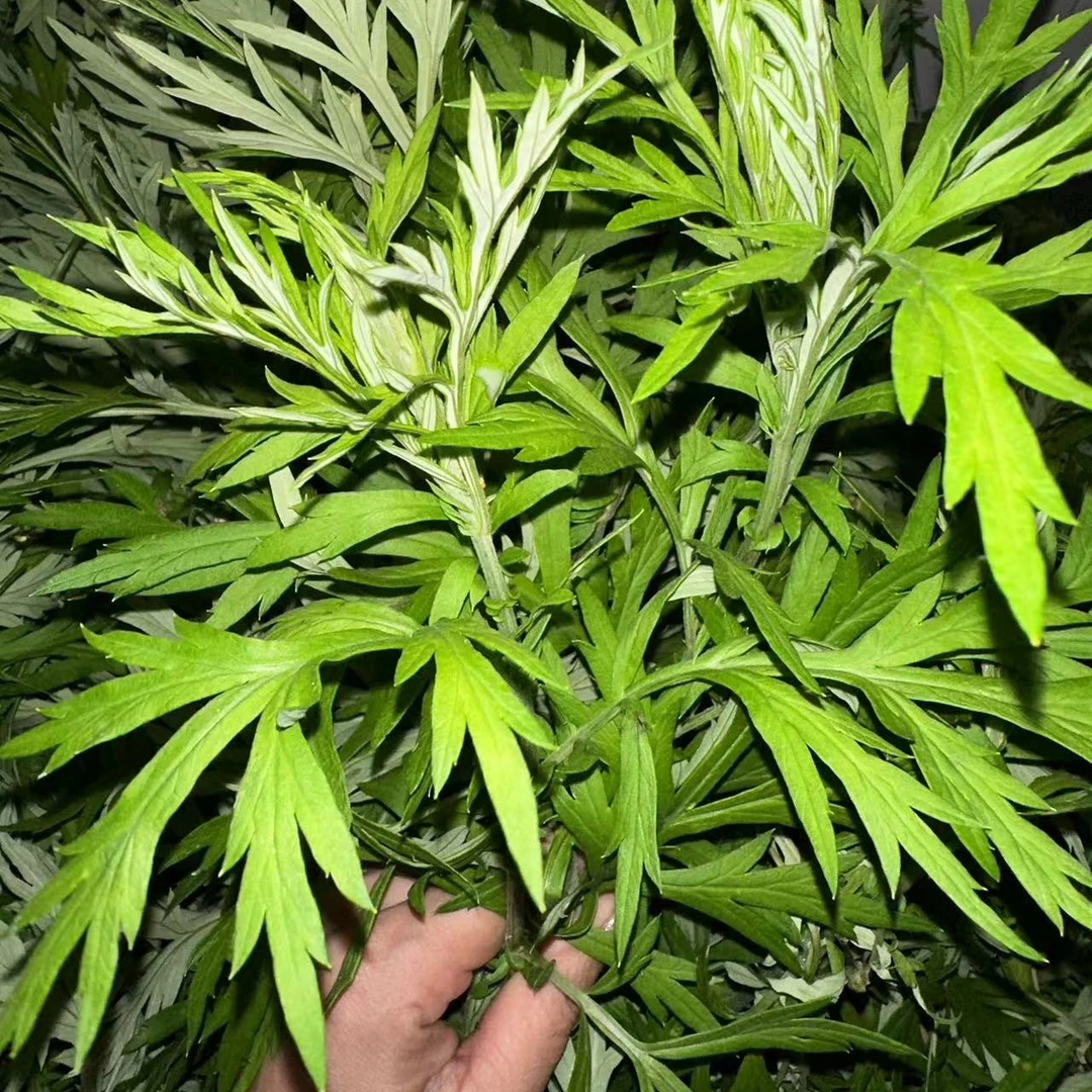 野生艾草农户采摘