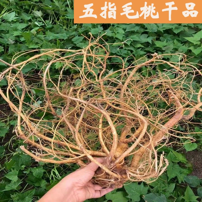 肇庆深山野生五指毛桃 250g/500g干品农产品