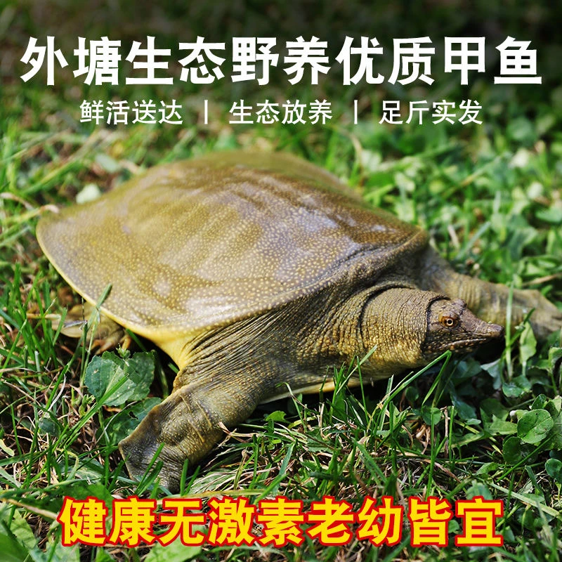 湖南汉寿甲鱼之乡外塘大湖洞庭湖放养水生态甲鱼优质老鳖团鱼富硒