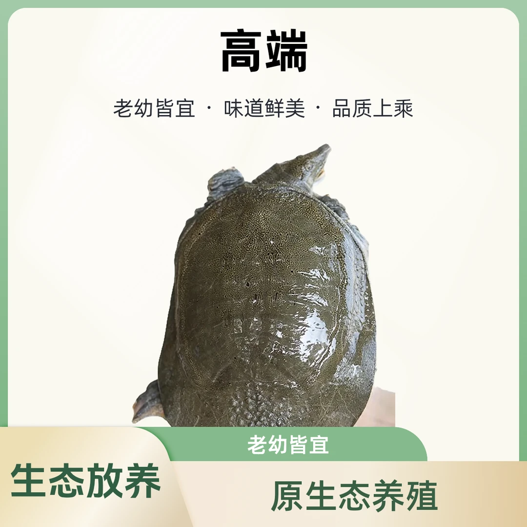 湖南汉寿甲鱼之乡生态养殖外塘甲鱼放养水鱼饲养优质鲜活中华老鳖
