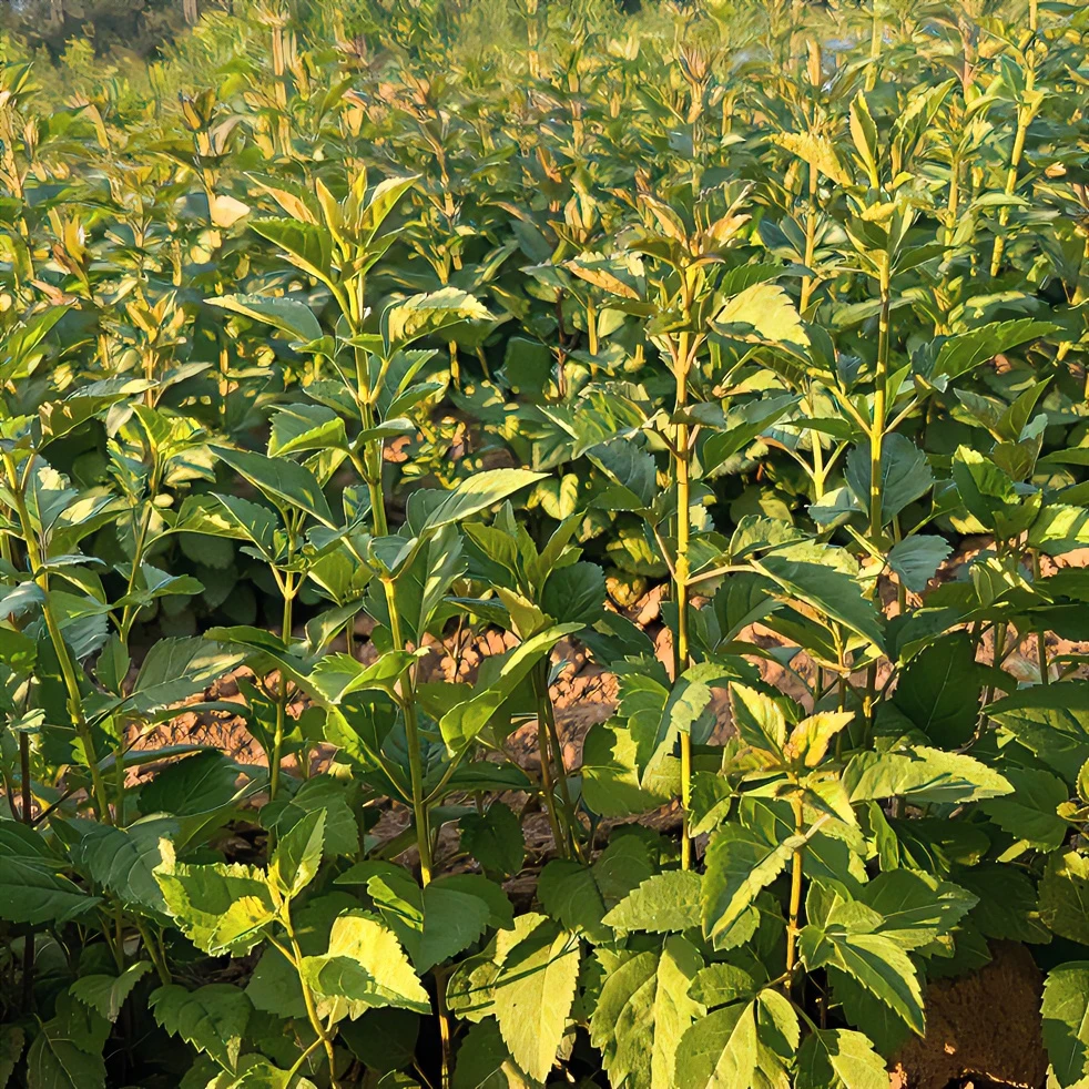 连翘树苗高产药用连翘苗青翘苗药用苗南北方荒山平原丘陵坡地种植