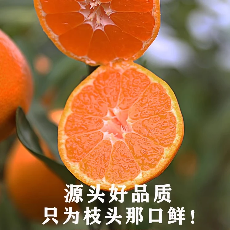浙江台州临海涌泉蜜桔果冻橙老树鲜果新鲜细嫩多汁维C水果送礼佳