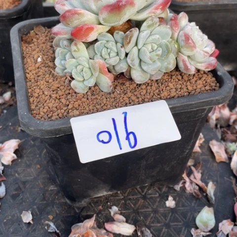 016冰玉手捧花10捧1，11个头