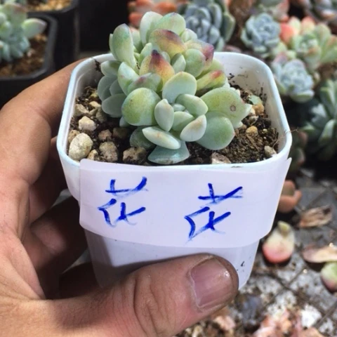 花花专拍冰玉群生