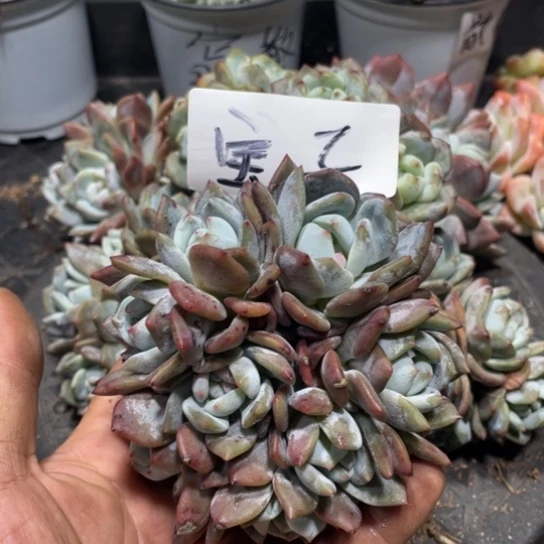 宝子专拍梦露砍头群生