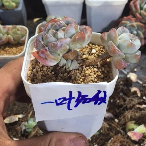 一叶知秋专拍冰玉老桩