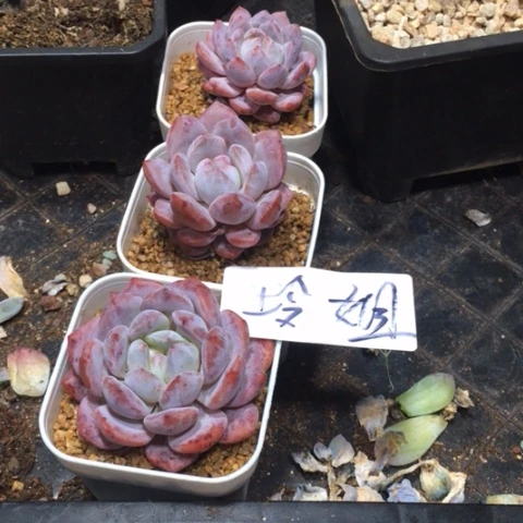 玲姐专拍梦露3颗多肉带盆发