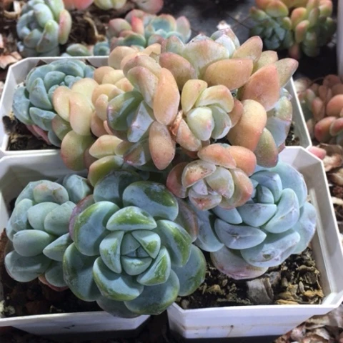 蛋儿专拍冰玉群生7颗