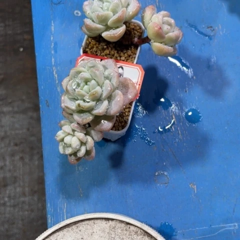 沐晨专拍冰玉老桩两颗