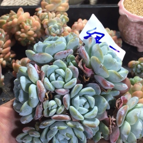 绿豆专拍冰玉老桩群生