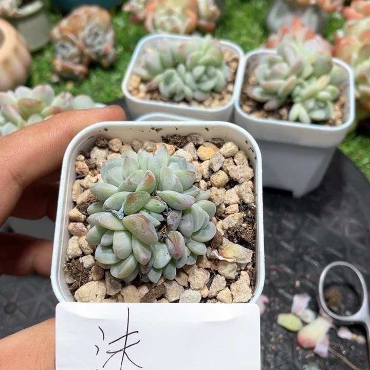 沫专拍冰玉群生多肉