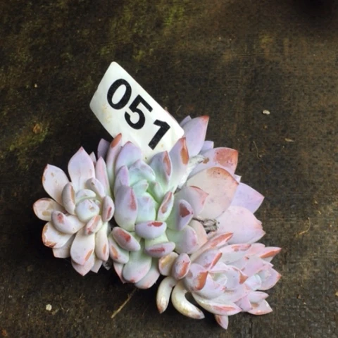 051专拍梦露群生老桩