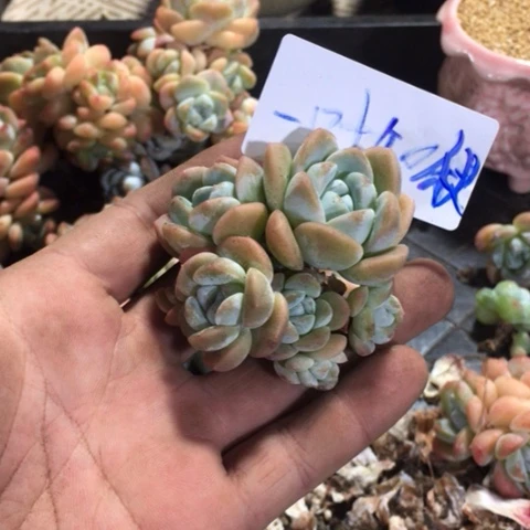 一叶知秋专拍冰玉群