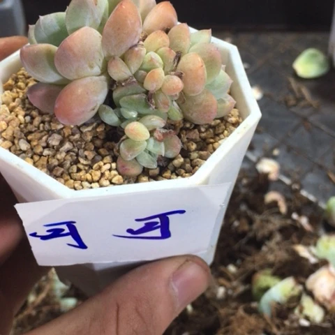 可可专拍冰玉群多肉