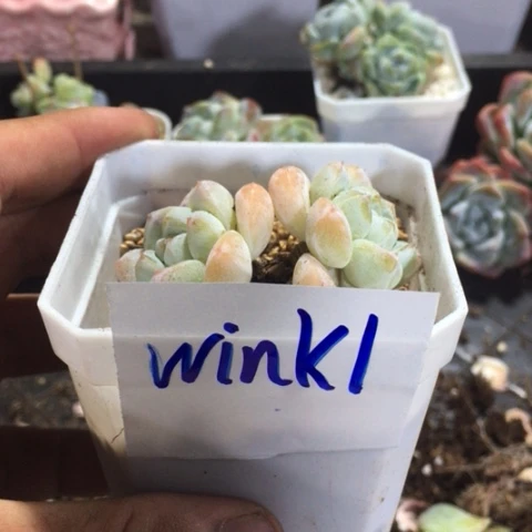 wink1专拍福利冰玉
