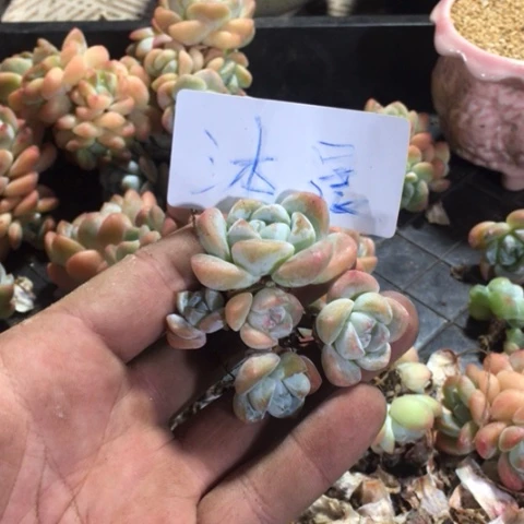 沐晨专拍冰玉老桩群