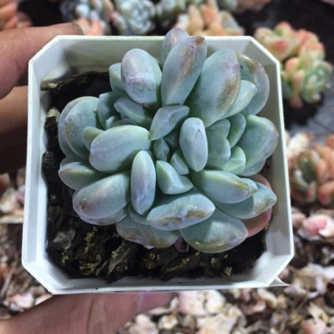 1111专拍冰玉朵朵