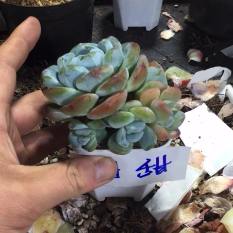 甜甜专拍冰玉群老桩
