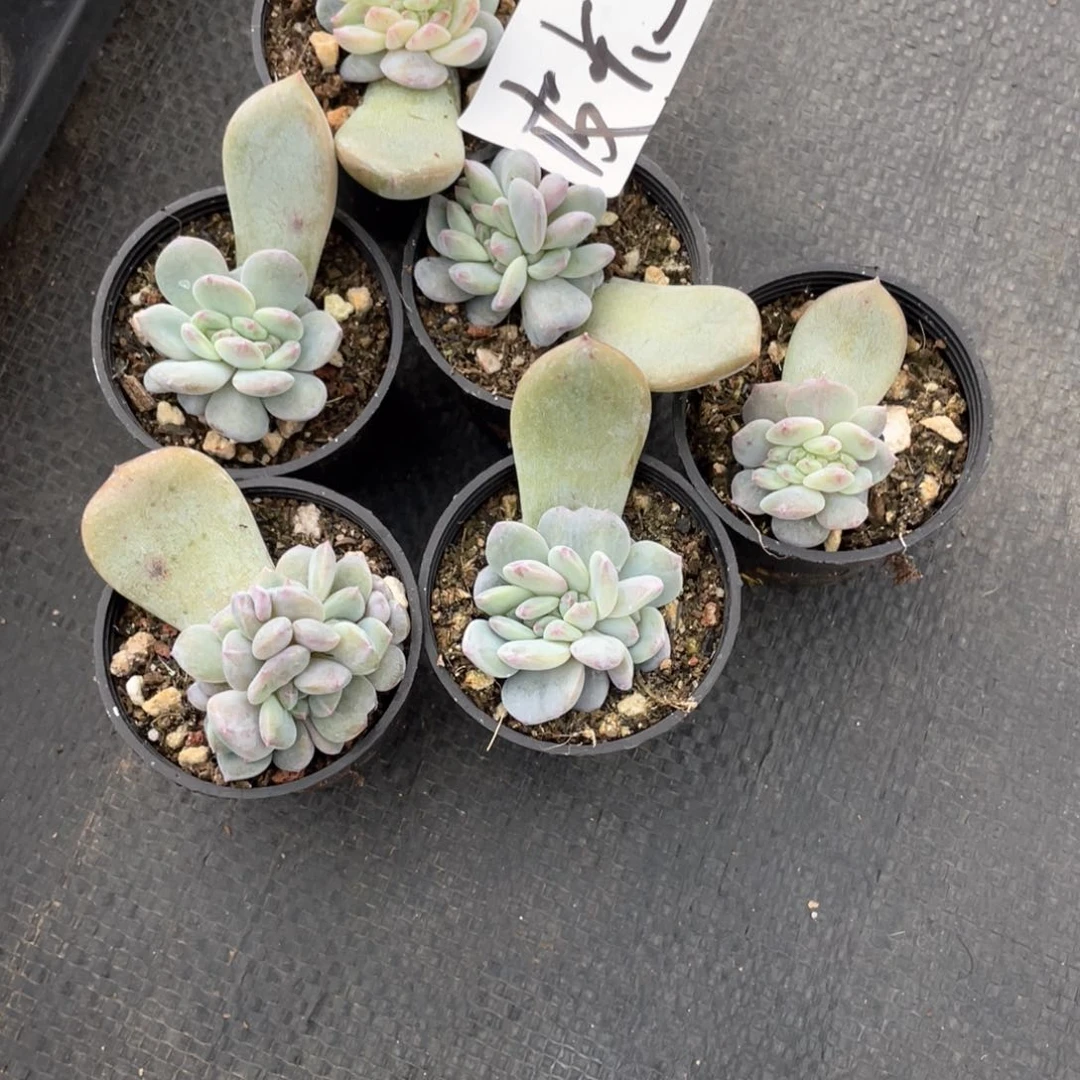 皮卡丘专拍梦露缀6颗