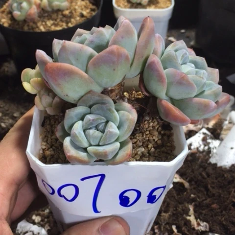 007专拍冰玉老桩群