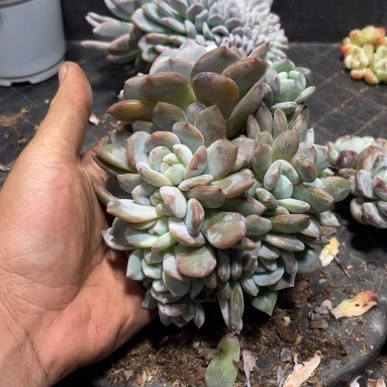 姐专拍梦露砍头群生