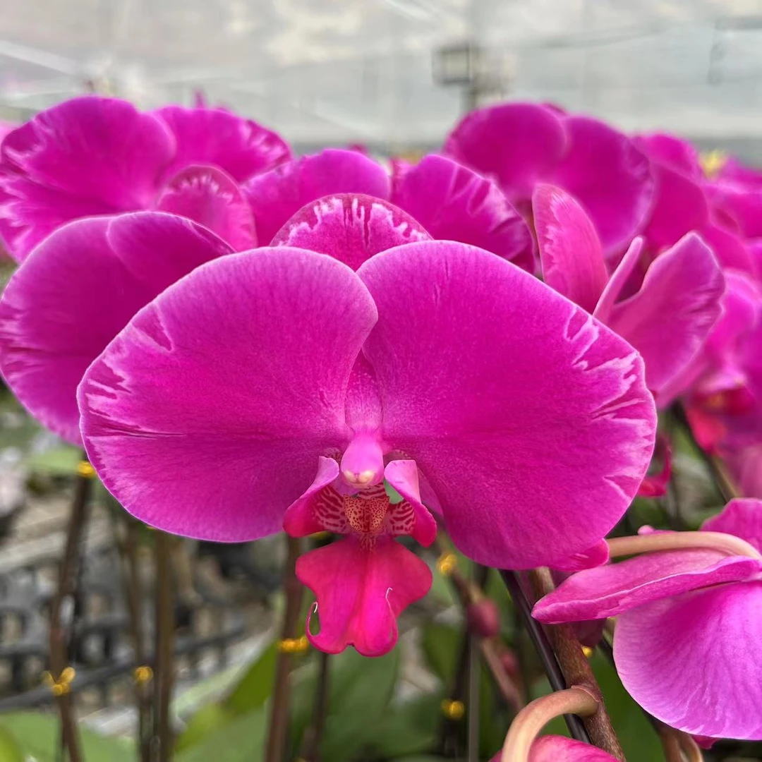 【花之漫】（光芒四射）蝴蝶兰花卉盆栽养殖花卉阳台桌面四季开花