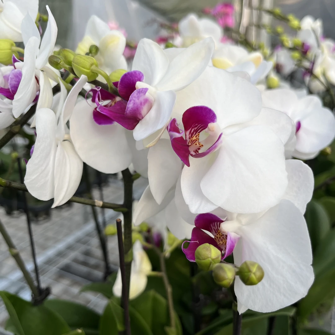【花之漫】（带盆双剑雪域）蝴蝶兰花卉盆栽室内花卉阳台桌面四季开花