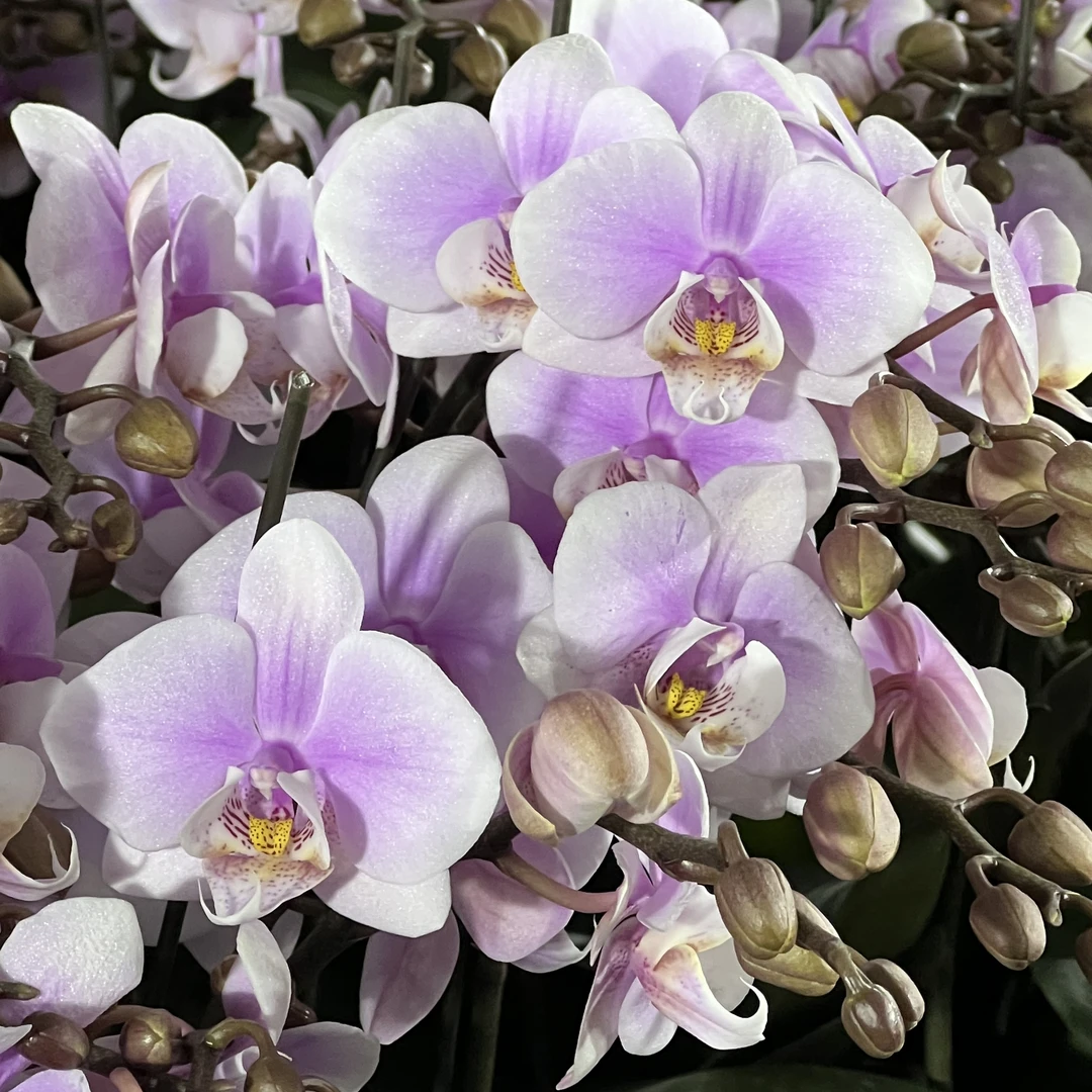 【花之漫】双（万人迷）蝴蝶兰花卉室内阳台桌面观花