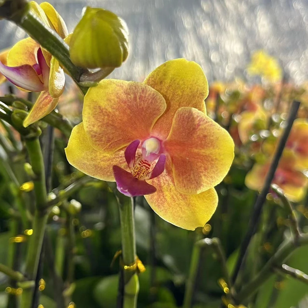 【花之漫】（双剑亲爱的）蝴蝶兰盆栽室内养殖花卉阳台桌面四季开花