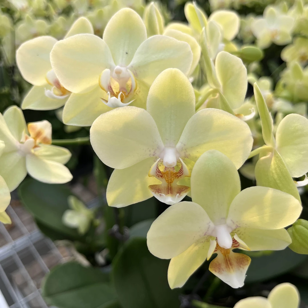 【花之漫】（双剑绿水晶）蝴蝶兰盆栽室内养殖花卉阳台桌面四季开花