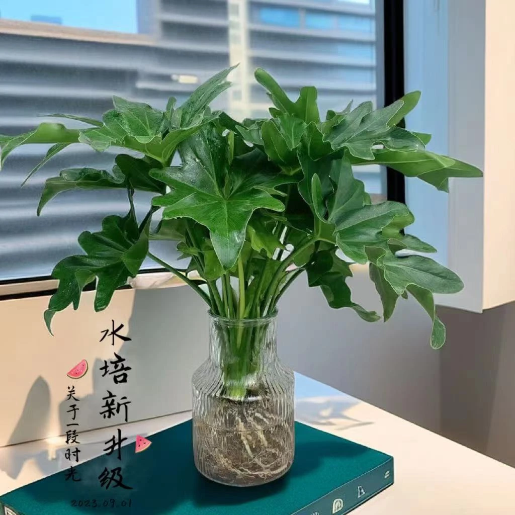 春羽水培植物盆栽室内绿植小天使龟背竹花卉客厅净化空气四季好养