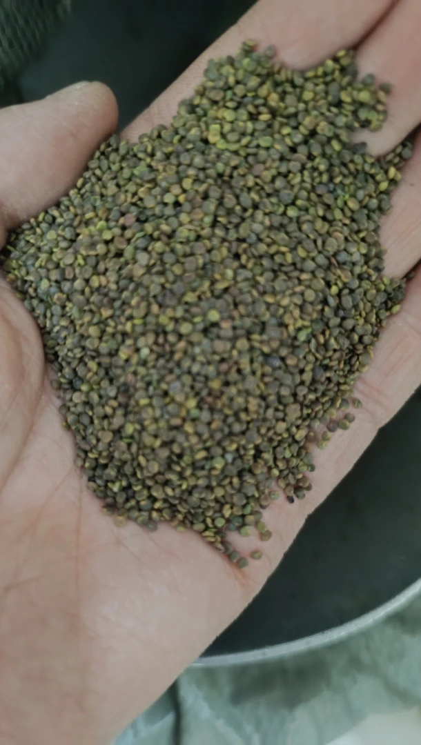 种植沙苑子250克～500克包邮