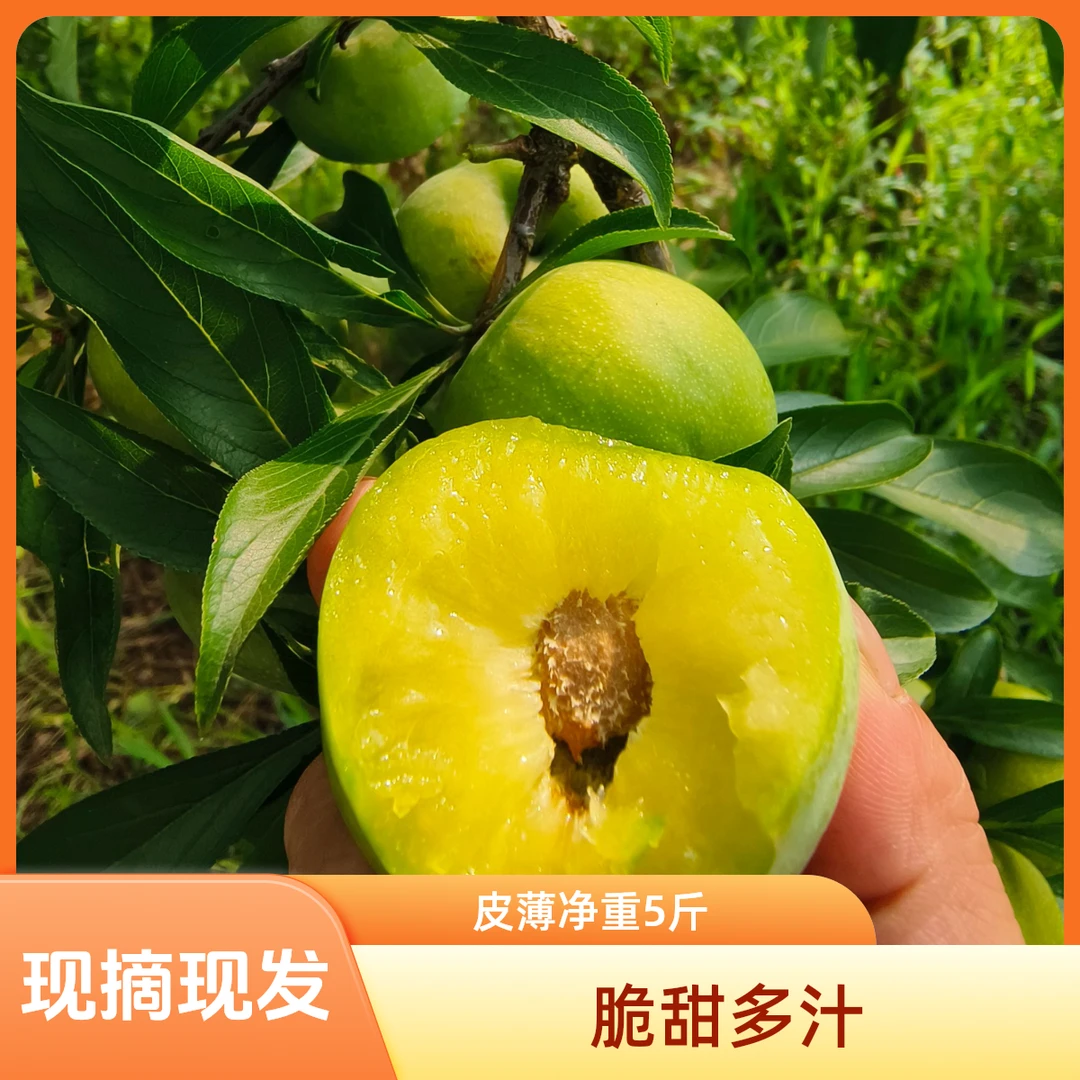 重庆青脆李脱骨李应季水果现摘现发脆甜多汁皮薄新鲜采摘