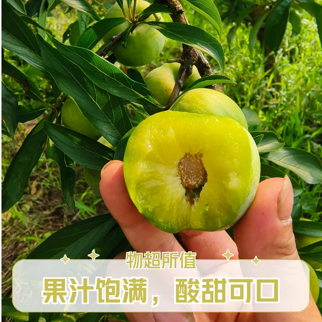 重庆青脆李脱骨李应季水果脆甜多汁现摘现发新鲜包邮
