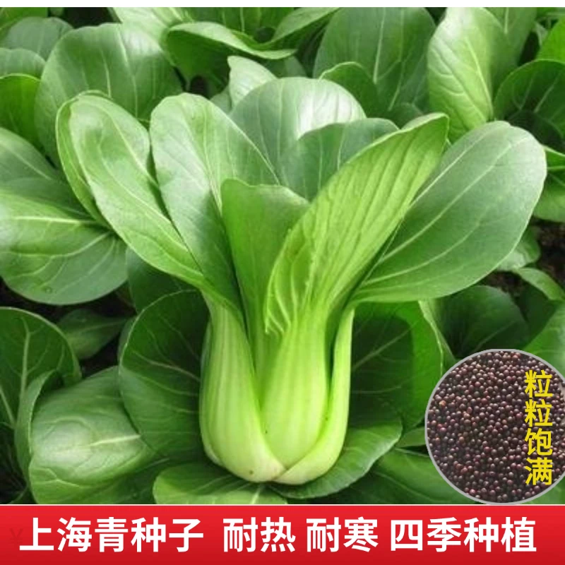 【全店满5包包邮】上海青种子新手种菜四季小青菜耐热耐寒简单易种