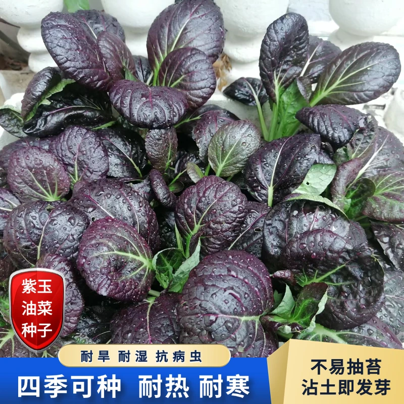 【全店满5包包邮】紫玉油菜种子易上手四季种植速生油菜籽