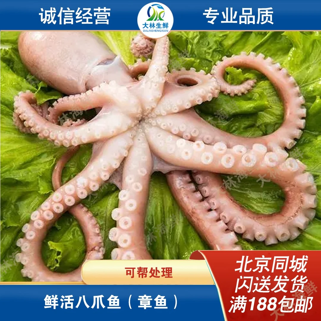 鲜活八爪鱼 章鱼500g/份（3-5只）默认宰杀，不宰杀请备注