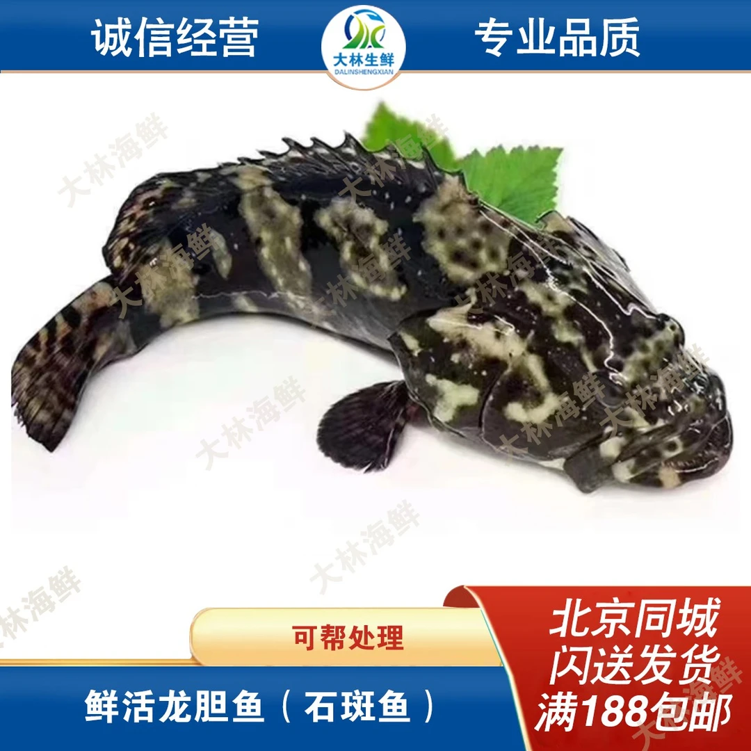 鲜活龙胆石斑鱼 深海鱼750g-850g/条 默认宰杀，不宰杀请备注