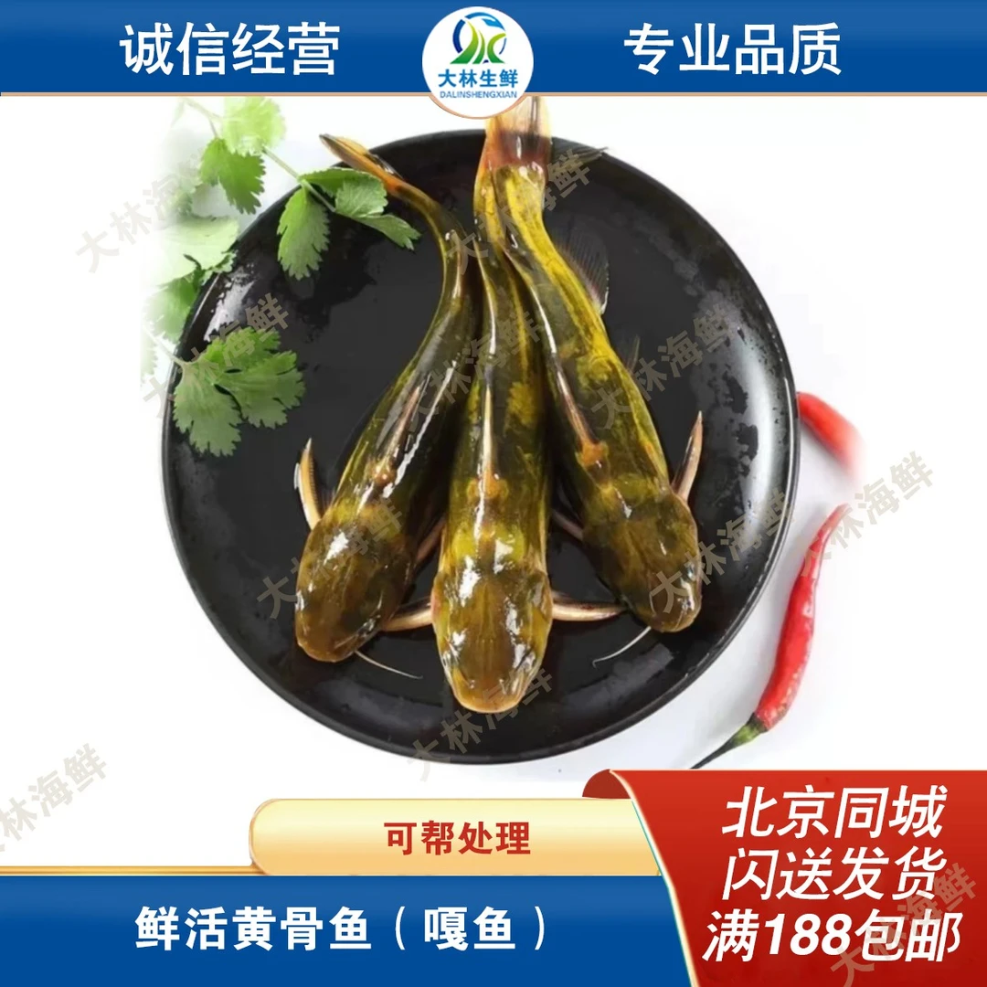 鲜活黄骨鱼 嘎鱼 黄辣丁3-5条/斤 默认宰杀，不宰杀请备注