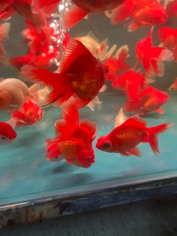 泰狮冷水鱼12公分一14公分一2条