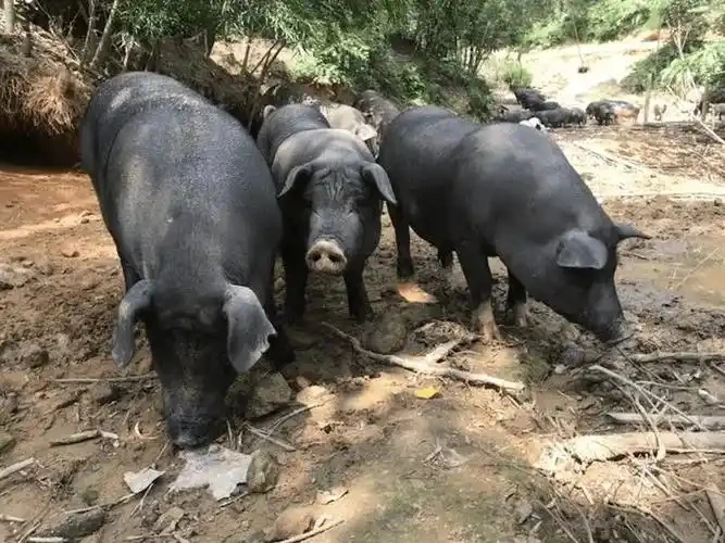 农家熟食黑毛猪土猪肉五花三层肉